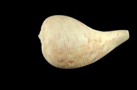 藏品(花球枇杷螺)的圖片